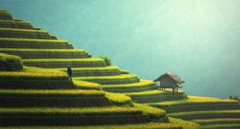Terrazas de cultivo