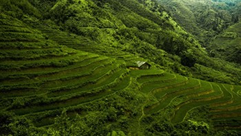 Verdes terrazas de arroz