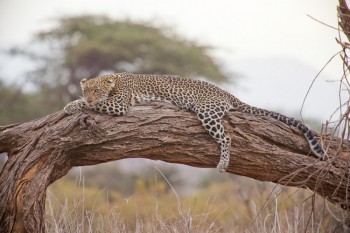Best things to do in Kenya right now