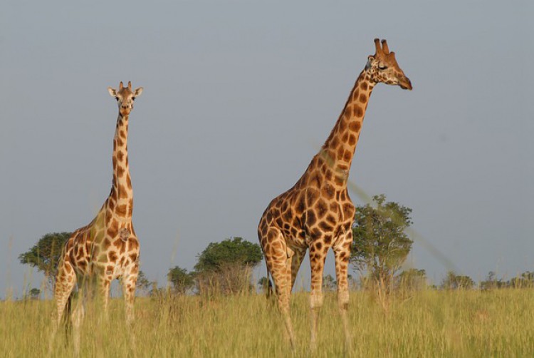 Is Uganda safe to travel?