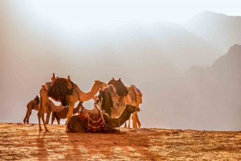 Camellos en el desierto