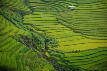 green fields in Vietnam