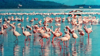 pink flamingos in a lake