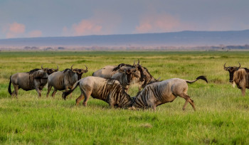 Cómo obtener un visado para Kenia