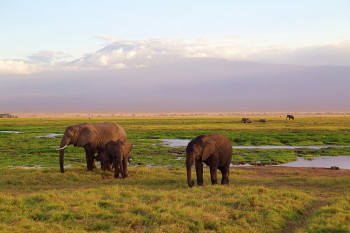Comment obtenir un visa pour le Kenya?