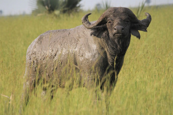 Bufalo africano