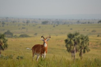 En savoir plus sur le visa à entrées multiples pour Ouganda