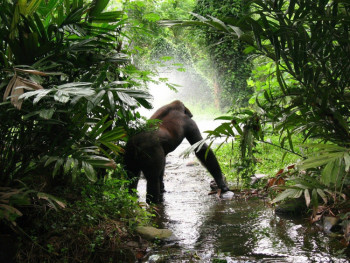 Gorilas en Ruanda