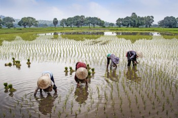 Campesinos de Vietnam en cultivos de arroz
