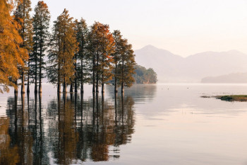Trees in a Lake in Europe