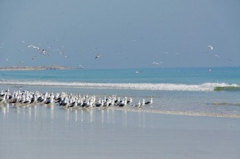Gaviotas en la playa