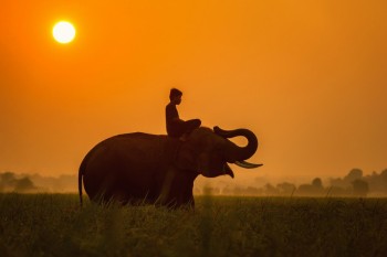 Joven sentado sobre un elefante al atardecer