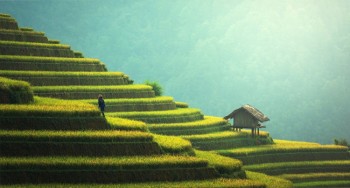 Terrazas de cultivo camboyanas