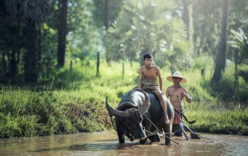 Joven de Vietnam montado en un buey