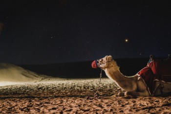 Camello en el desierto por la noche