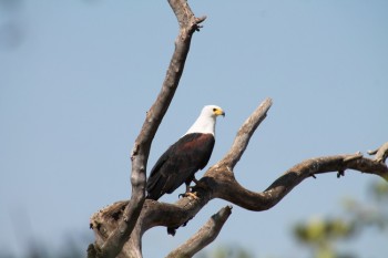 Visado Etiopía para españoles para conocer su fauna