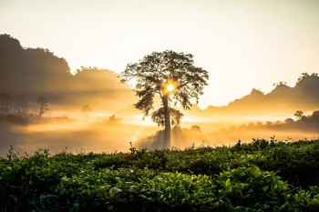 El sol sale detrás de un árbol