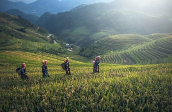 Campesinas en las terrazas de cultivo de Laos