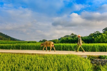Ciudadano y su vaca en el campo de Laos