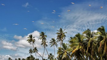 Aves volando sobre palmeras