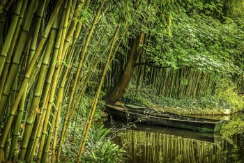 Embarcación en un bosque de bambú, Myanmar