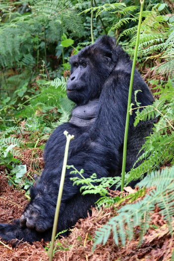 Trekking para visitar os gorilas no Uganda