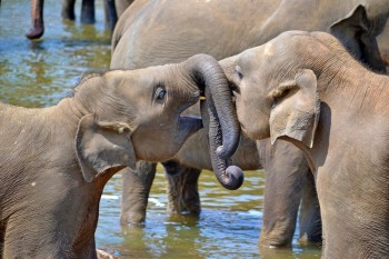 Obtén un visado Sri Lanka para argentinos para ver elefantes