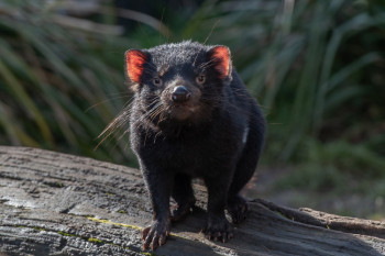 El famoso demonio de Tasmania