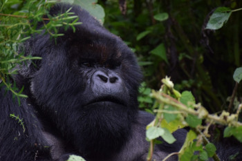 rwanda gorilla tour