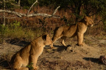 Se rendre au Zimbabwe avec un visa touristique pour observer les lions