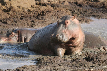 Top Places to Enjoy Safari in Tanzania
