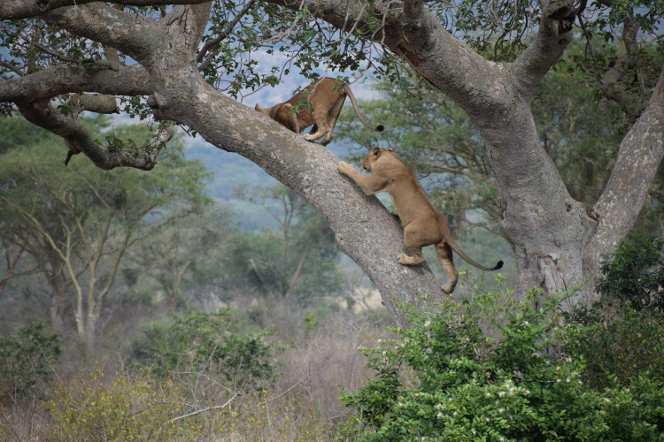 What do you need to travel to Uganda? What do you need to travel to Uganda?