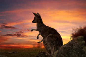 Canguro de Australia al atardecer