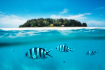 L une des meilleures choses à faire à Zanzibar
