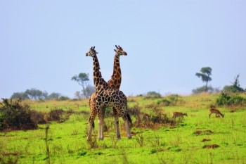 Two giraffes in Uganda uganda visa for uk citizens