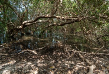 Bosques de manglares en las Islas Farasan