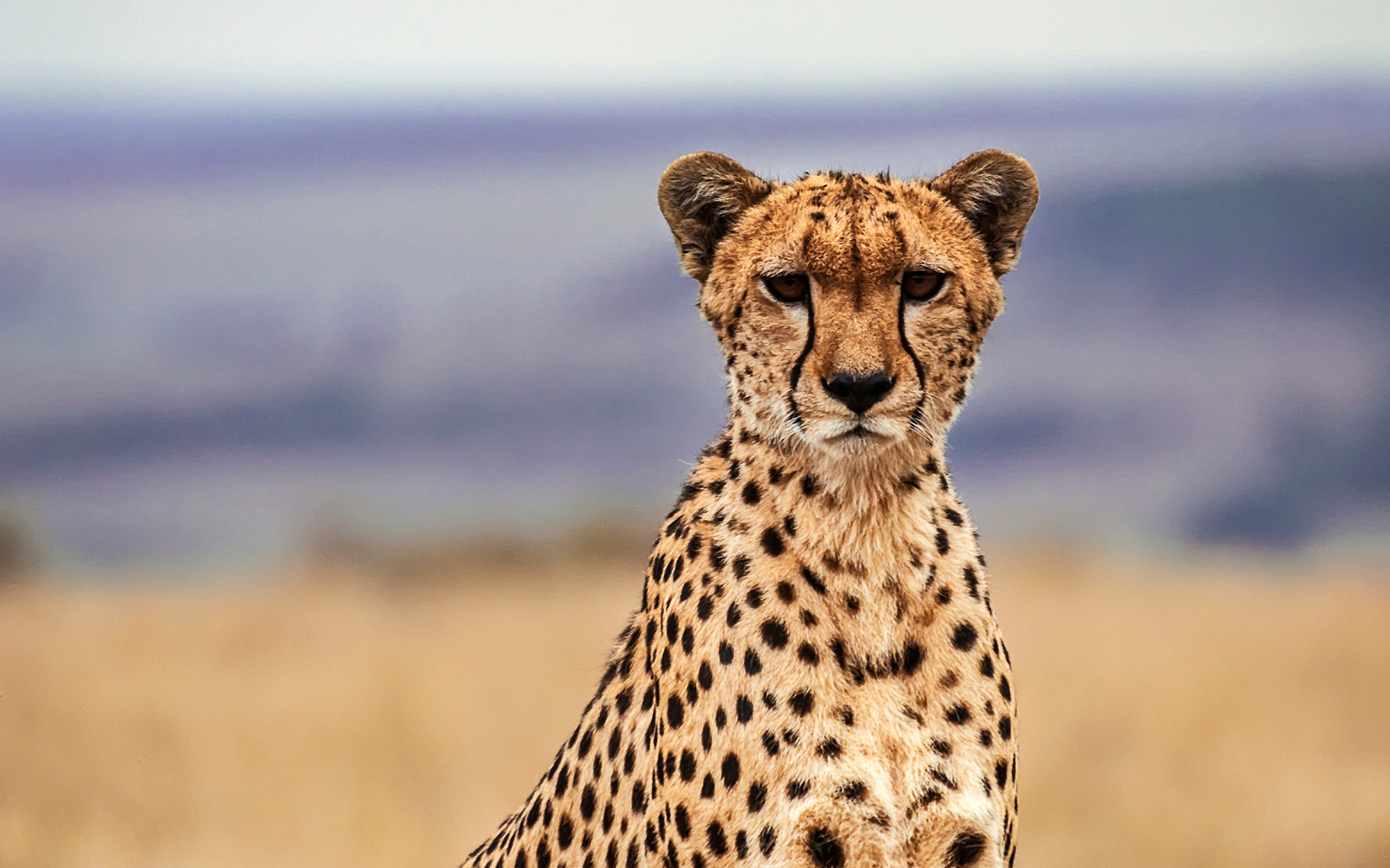 All about the ETA Kenya: the new visa waiver for Kenya