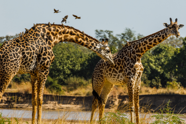 Zambia visa for US citizens: How to apply and requirements