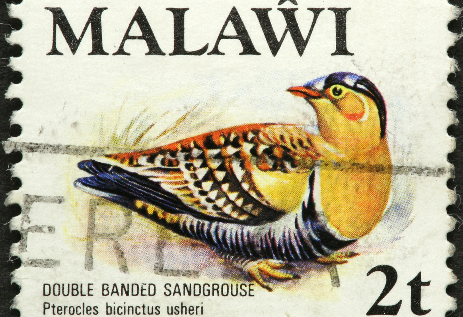 Malawi Sandgrouse