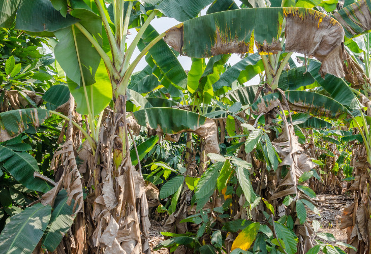 Is Ivory Coast safe for tourists? Find out here!