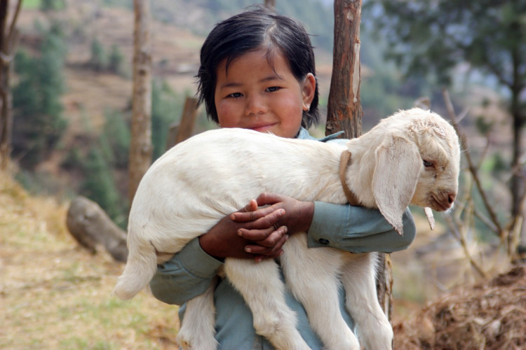 Little Girl Holding a Baby Goat