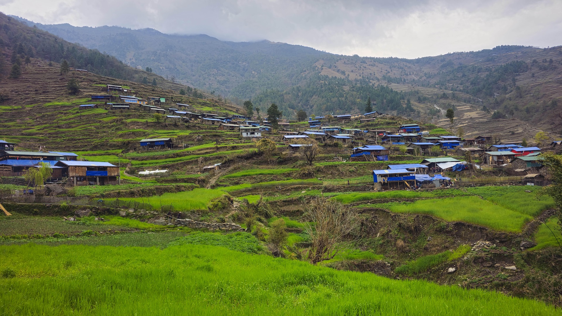 Nepalese village with terraced fields in spring green and mountains in the background
