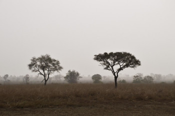savana con nebbia a Cotonou Benin