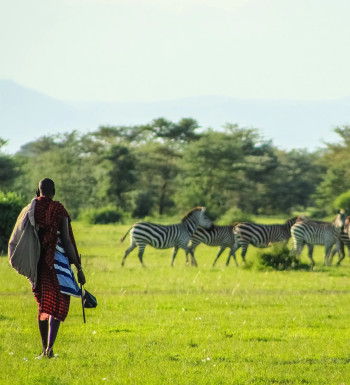 Uomo masai con tunica rossa tradizionale che contempla un branco di zebre al pascolo nella savana verde della Tanzania