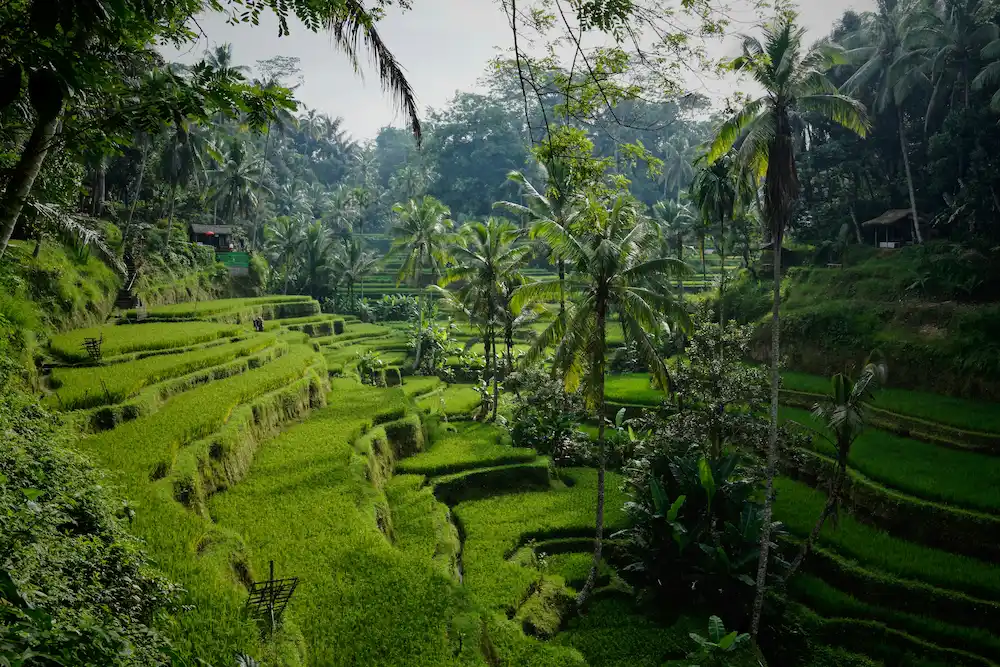 Tegallalang rice terraces, Bali Tegallalang rice terraces among palm trees in Bali, Indonesia