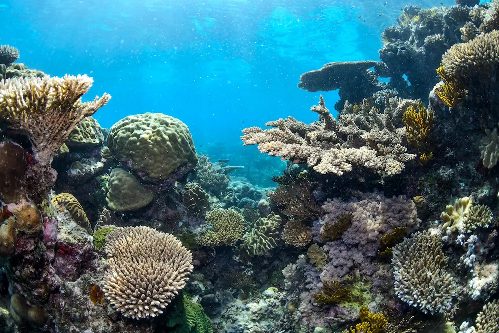 Barrera de coral