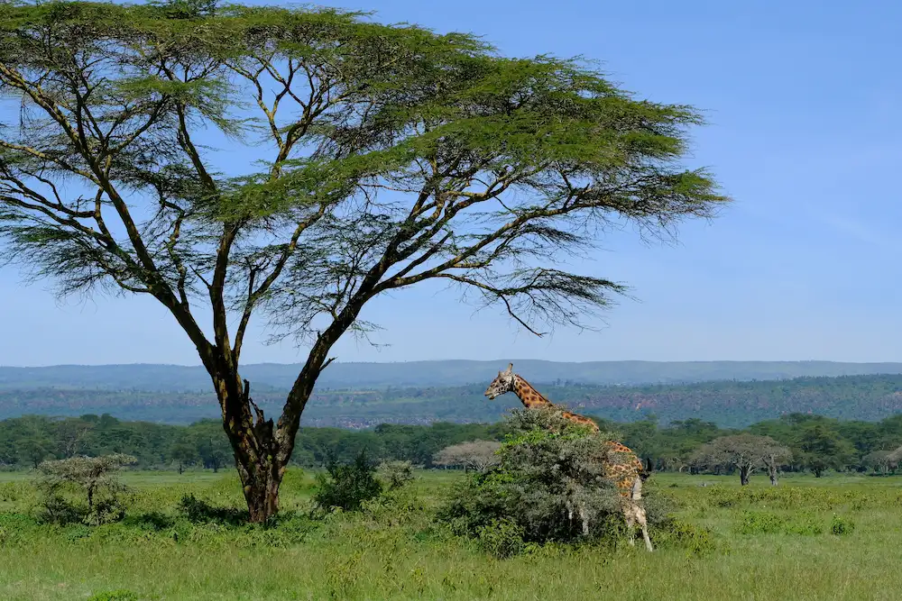 Jirafa alimentándose junto a una acacia en la sabana de Kenia con colinas al fondo