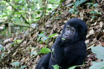 Goryl górski w Nieprzebytym Parku Narodowym Bwindi, Uganda