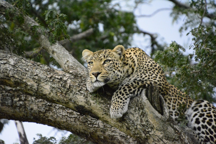Leopard resting on the branches of a tree in the Kenyan savanna