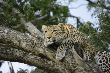 Leopardo a descansar nos ramos de uma árvore na savana do Quénia